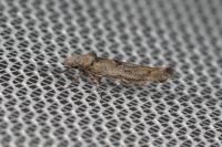Zelleria oleastrella