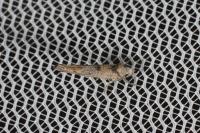 Zelleria oleastrella