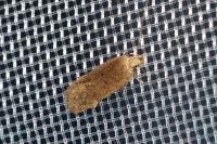 Bryotropha
