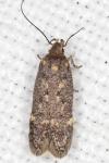 Bryotropha affinis