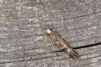 Oxypteryx wilkella