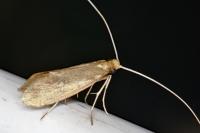 Nematopogon