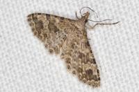 Alucita hexadactyla