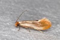 Tinea semifulvella