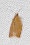 Clepsis consimilana
