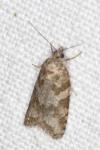 Cnephasia