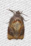 Ditula angustiorana