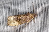 Hedya nubiferana