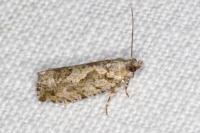 Zeiraphera isertana
