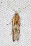Eucosma gr. cana