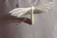 Pterophorus pentadactylus