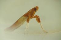 Caloptilia hemidactylella