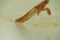 Caloptilia hemidactylella