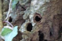 Sesia apiformis