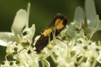 Pammene aurana