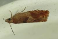Epinotia tenerana