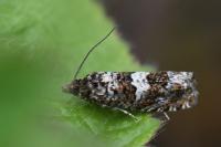 Epiblema costipunctana