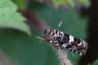 Epiblema costipunctana