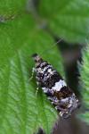 Epiblema costipunctana