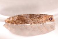 Rhopobota naevana
