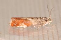 Epinotia cruciana