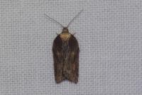 Acleris hastiana
