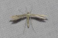 Adaina microdactyla