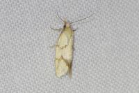Agapeta hamana