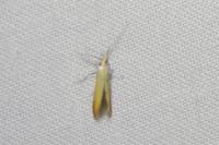 Coleophora