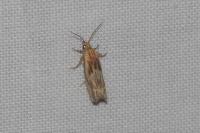 Eucosma gr. cana