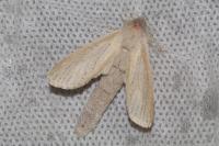 Phragmataecia castaneae
