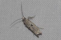 Yponomeuta plumbella