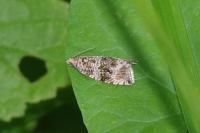 Celypha lacunana