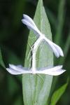 Pterophorus pentadactylus