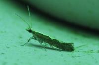 Plutella xylostella