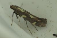 Calybites phasianipennella