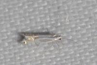 Phyllocnistis