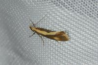 Harpella forficella