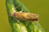 Dichrorampha