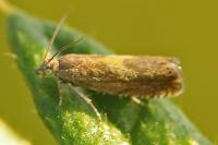 Dichrorampha