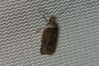 Agonopterix purpurea