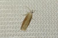 Eucosma obumbratana