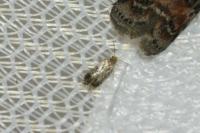 Stigmella floslactella