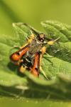 Pyropteron chrysidiforme