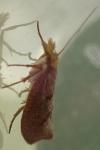 Ypsolopha alpella