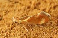Metalampra