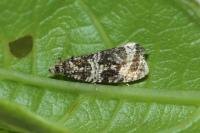 Celypha lacunana