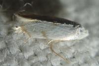 Pseudopostega crepusculella