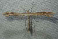 Oxyptilus