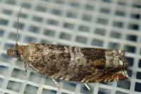 Ancylis achatana